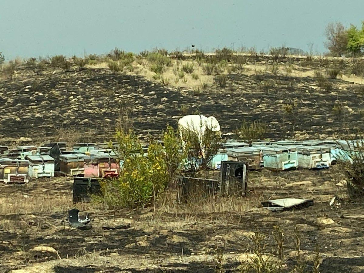 Antalya'da, yangının ortasında kalan arı kovanları küle döndü