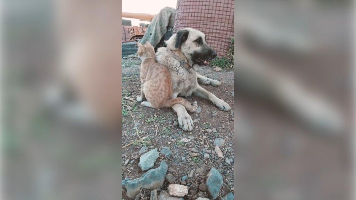 Mehmetçiğin baktığı kedi ve köpeğe sosyal medyada büyük ilgi