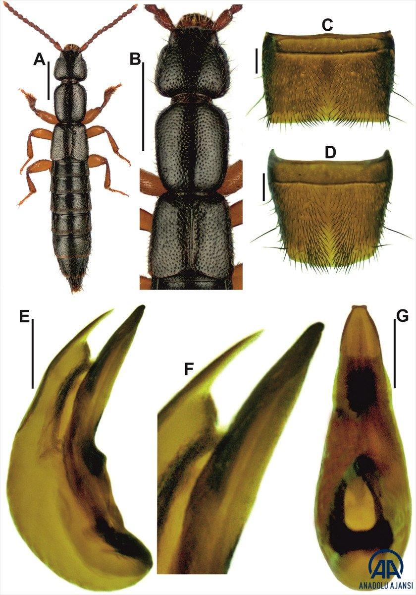 Edirne'de, yeni bir böcek türü keşfedili