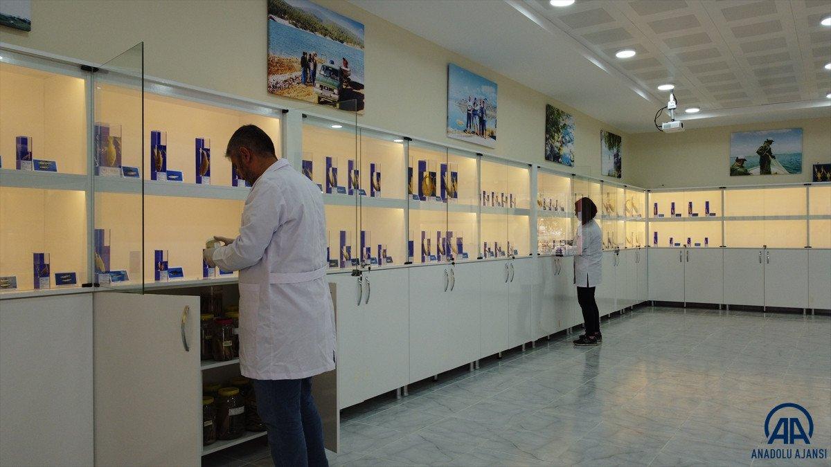 Eğirdir'deki balık müzesi yenilenen yüzüyle ziyaretçileri ağırlayacak
