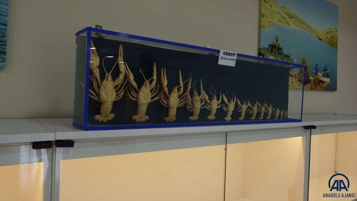 Eğirdir'deki balık müzesi yenilenen yüzüyle ziyaretçileri ağırlayacak