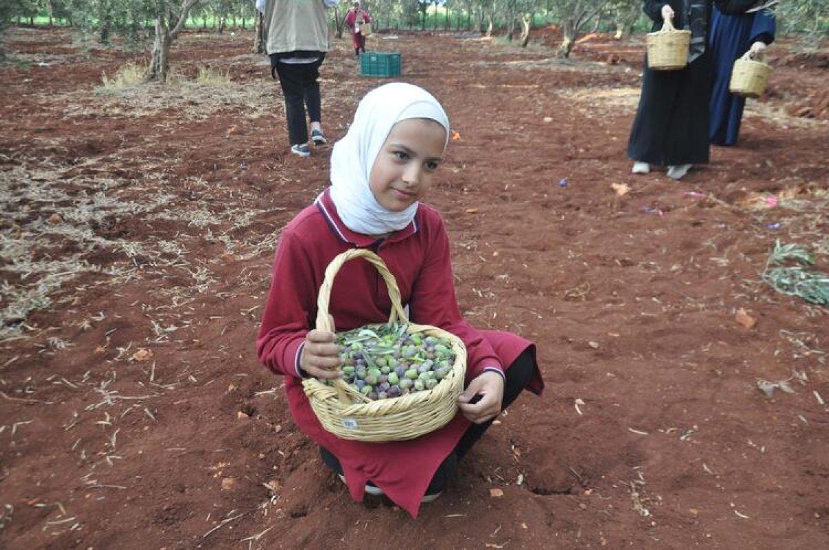 Hatay'da 25 ülkeden 800 öğrenci, Zeytin Toplama Şenliği'nde buluştu