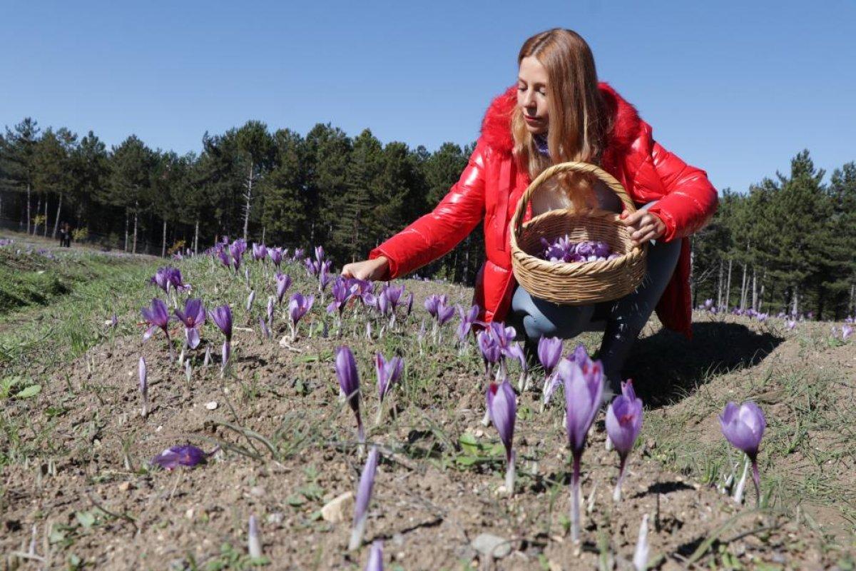 Karabük'te safran hasadına yoğun ilgi