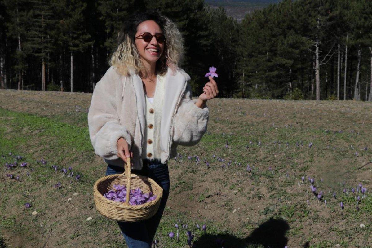 Karabük'te safran hasadına yoğun ilgi