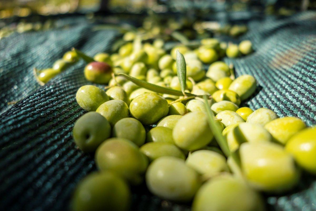 Zeytin hasadı başladı, üretici ihracatta gelir artışı bekliyor