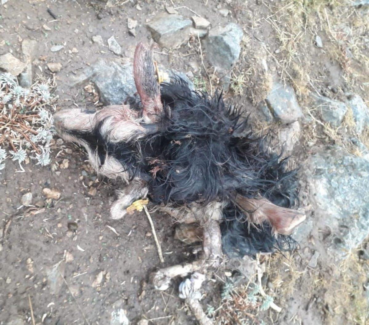 Bitlis'ta sürüye kurtların saldırısı sonucu 55 koyun telef oldu