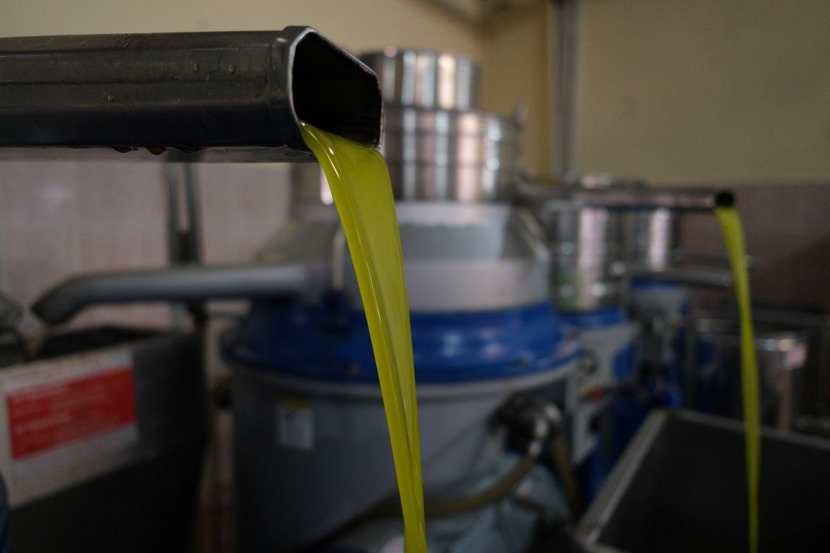 Zeytin hasadı başladı, üretici ihracatta gelir artışı bekliyor