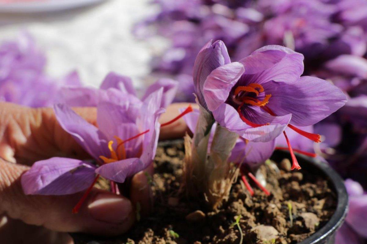 Karabük'te safran hasadına yoğun ilgi