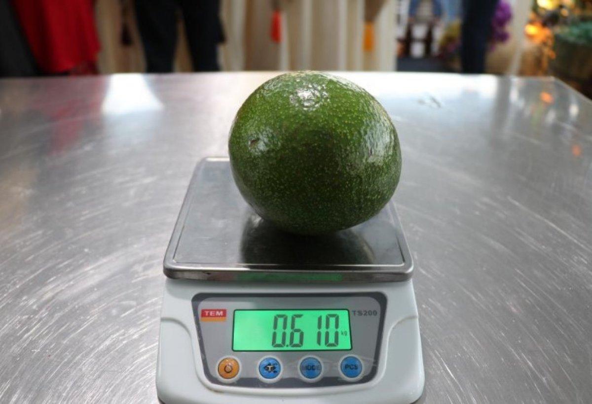 Alanya'nın en ağır avokadosu seçildi