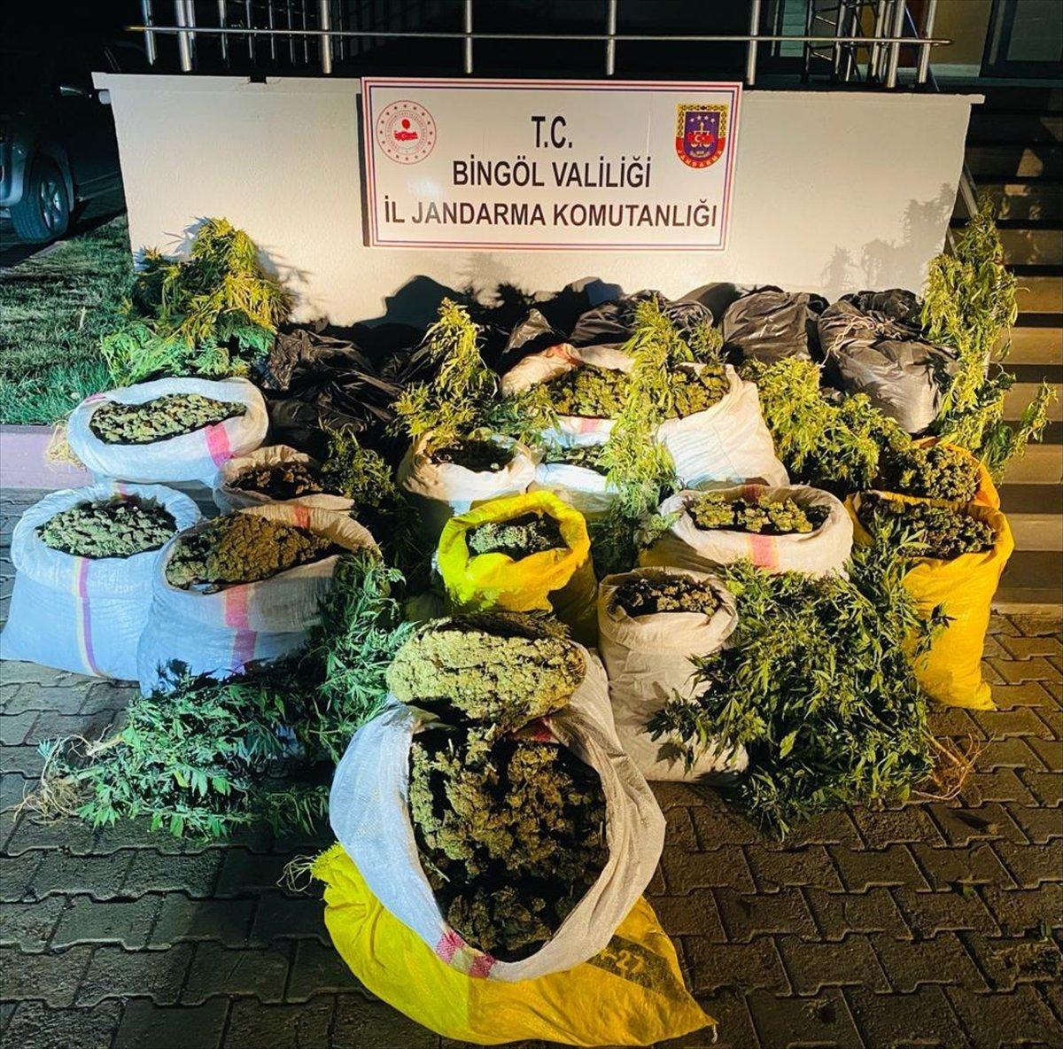 Bingöl'de 6 milyon 400 bin kök Hint keneviri ele geçirildi