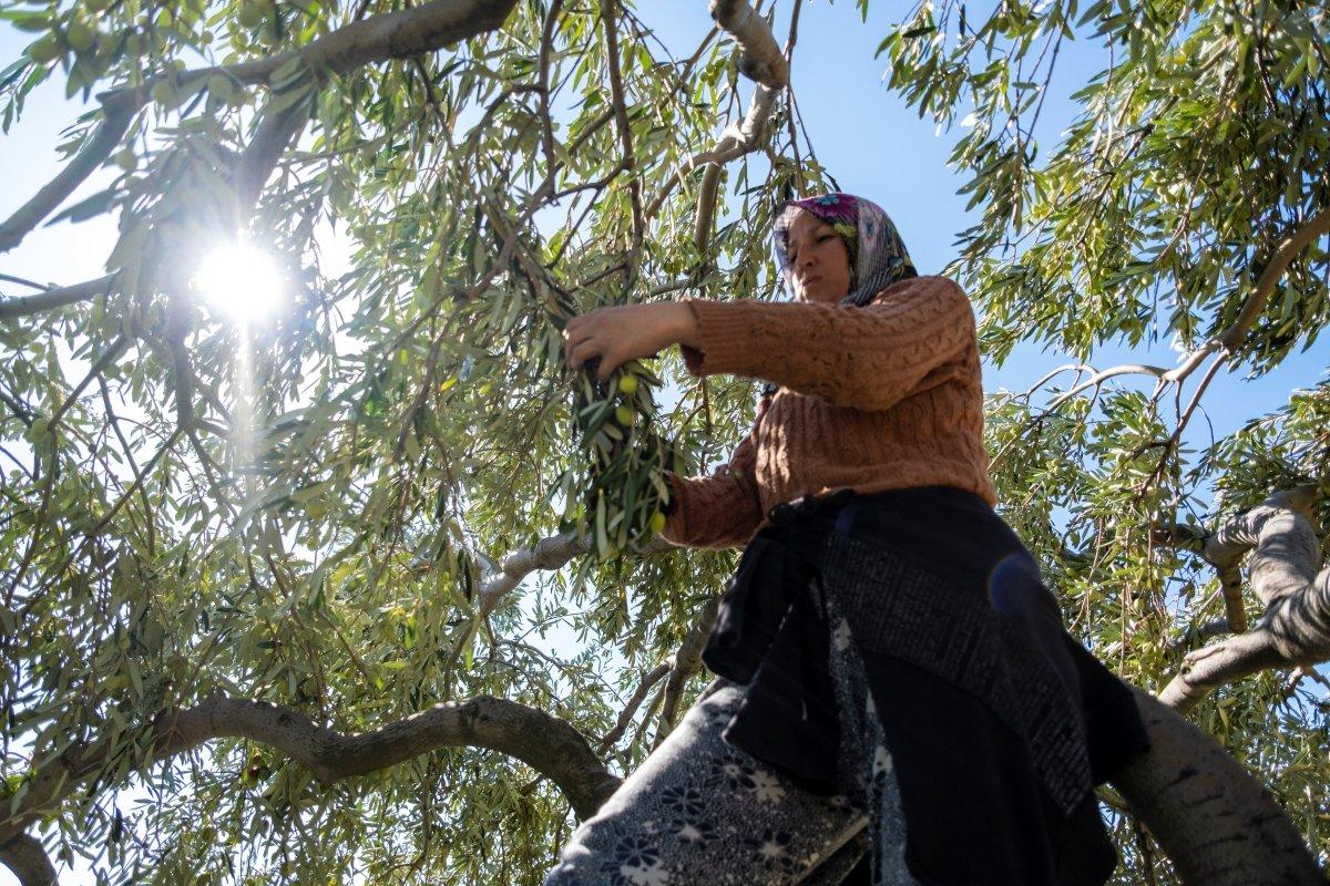 Zeytin hasadı başladı, üretici ihracatta gelir artışı bekliyor