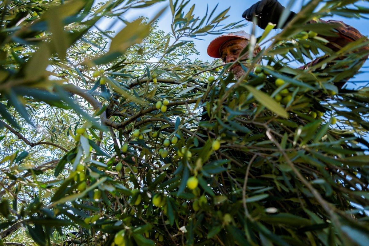 Zeytin hasadı başladı, üretici ihracatta gelir artışı bekliyor