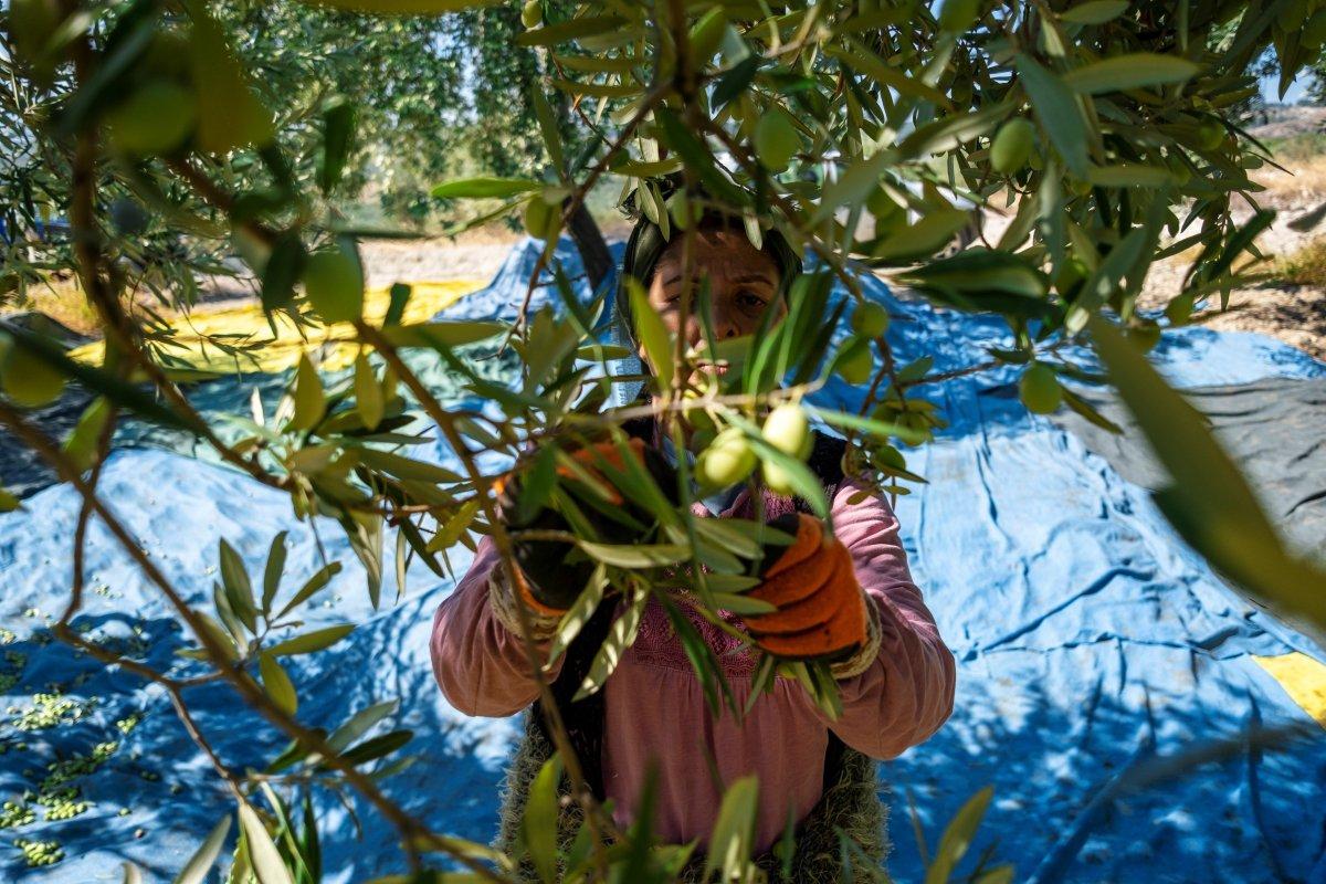 Zeytin hasadı başladı, üretici ihracatta gelir artışı bekliyor