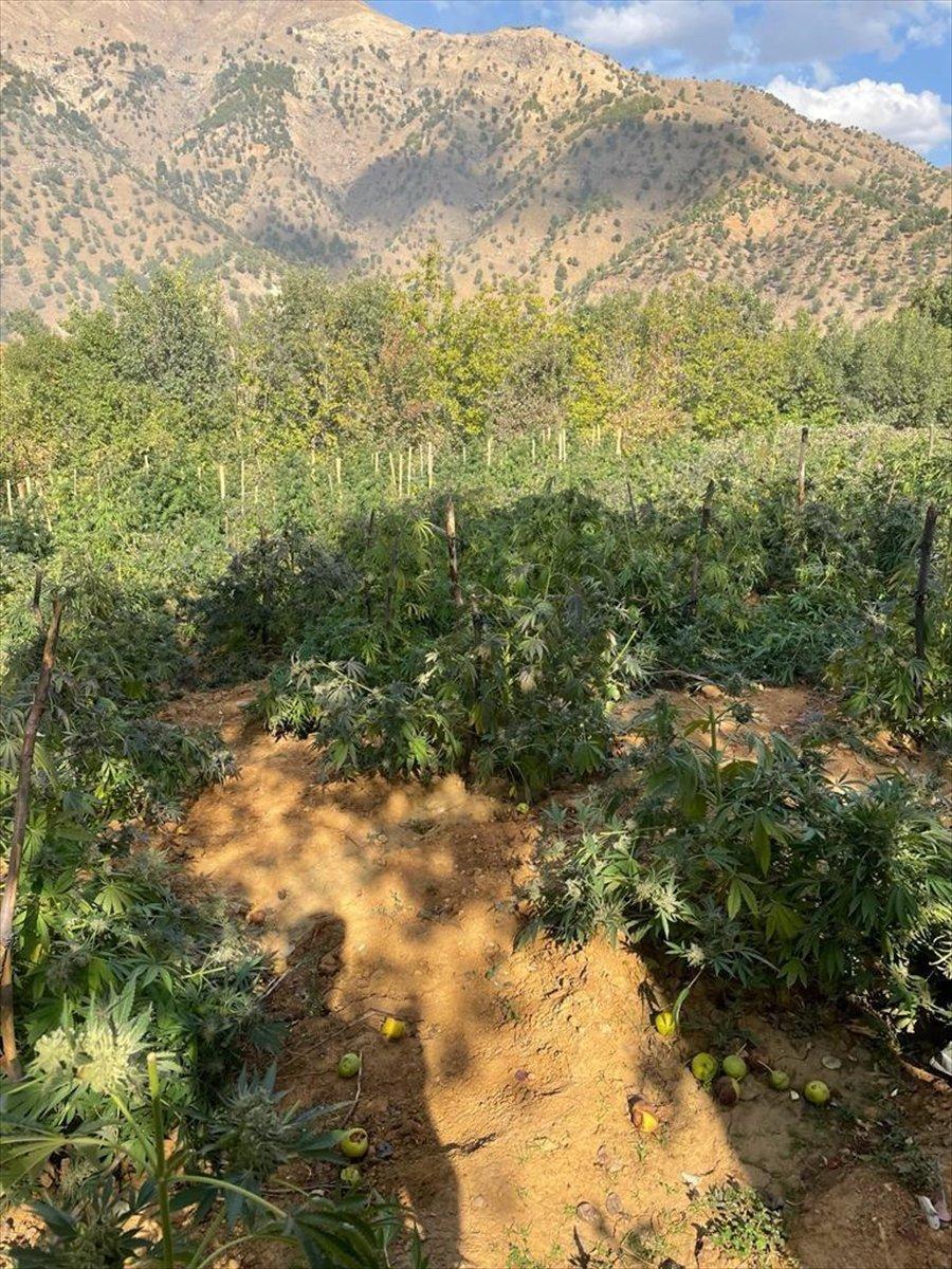 Bingöl'de 6 milyon 400 bin kök Hint keneviri ele geçirildi