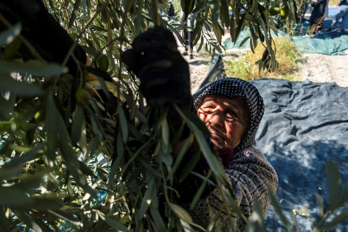 Zeytin hasadı başladı, üretici ihracatta gelir artışı bekliyor