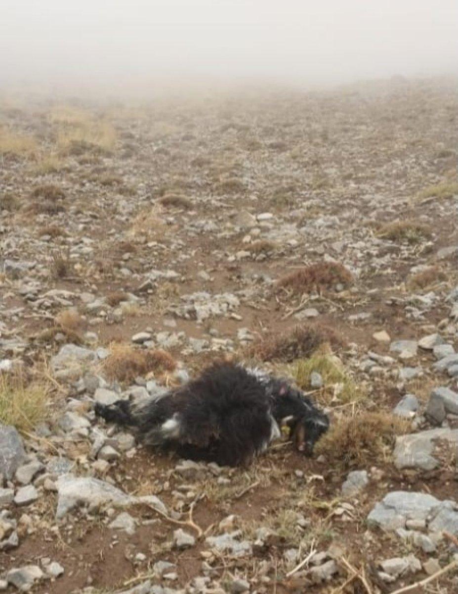 Bitlis'ta sürüye kurtların saldırısı sonucu 55 koyun telef oldu