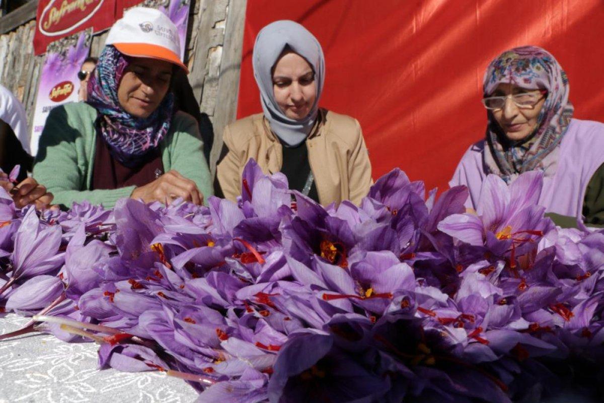 Karabük'te safran hasadına yoğun ilgi