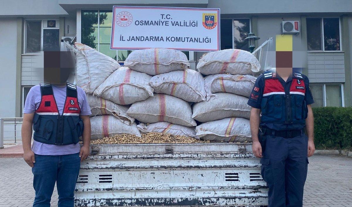 Osmaniye'de fıstık hırsızlarının evine baskın yapıldı