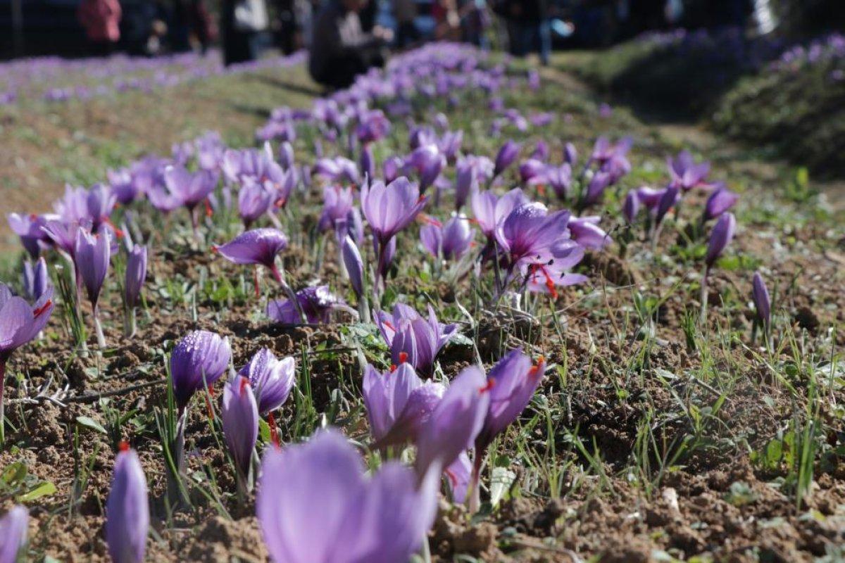 Karabük'te safran hasadına yoğun ilgi
