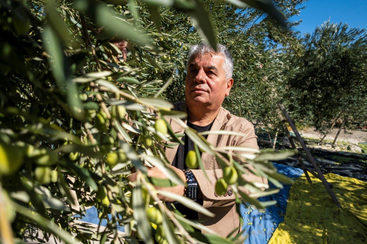 Zeytin hasadı başladı, üretici ihracatta gelir artışı bekliyor