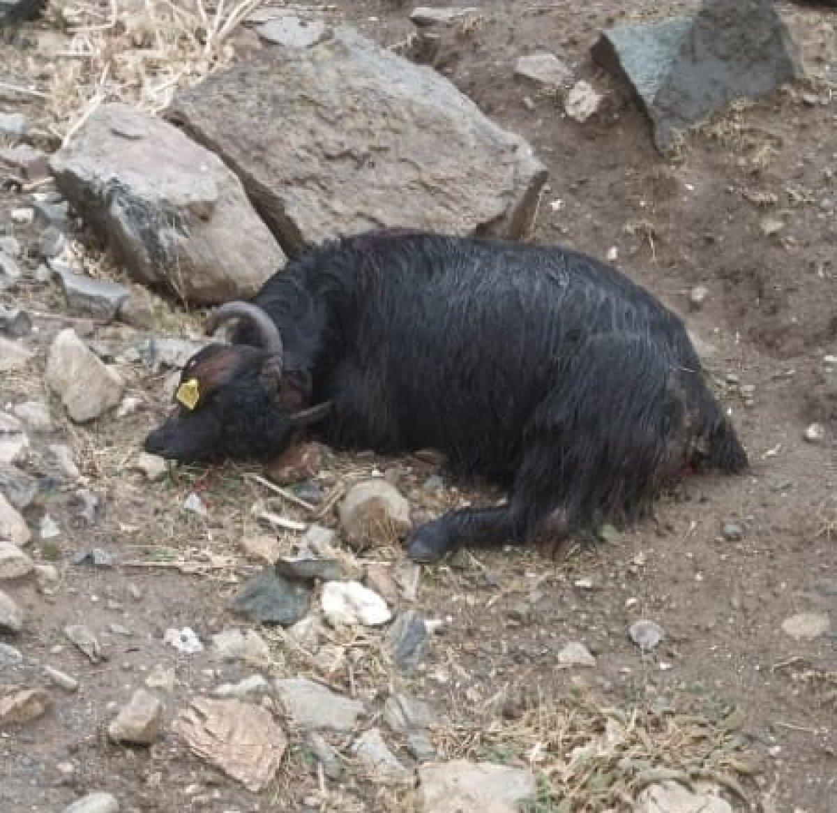 Bitlis'ta sürüye kurtların saldırısı sonucu 55 koyun telef oldu