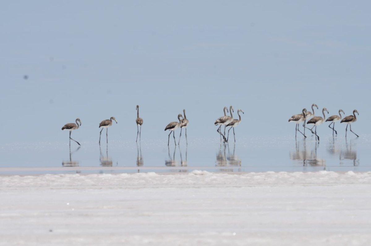 Tuz Gölü'nde flamingolar tehlikeden kurtuldu