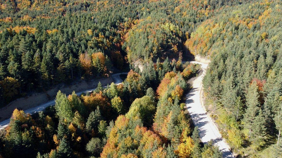 Bolu'nun ormanlarında renk cümbüşü yaşanıyor