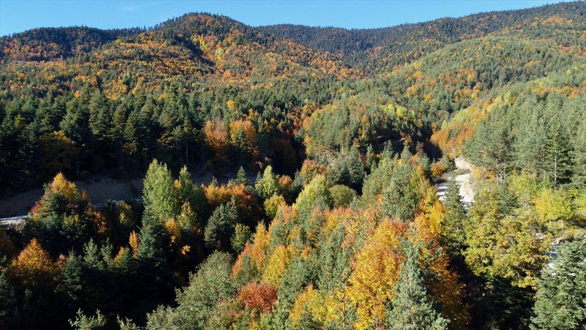 Bolu'nun ormanlarında renk cümbüşü yaşanıyor