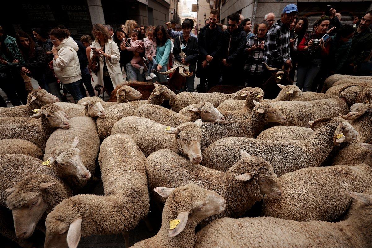 İspanya'da koyunlar şehre indi