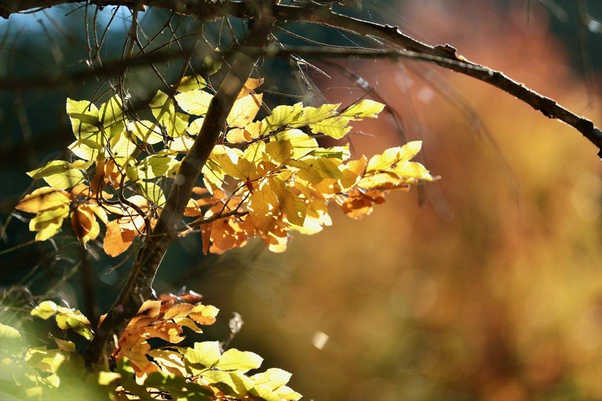Bolu'nun ormanlarında renk cümbüşü yaşanıyor