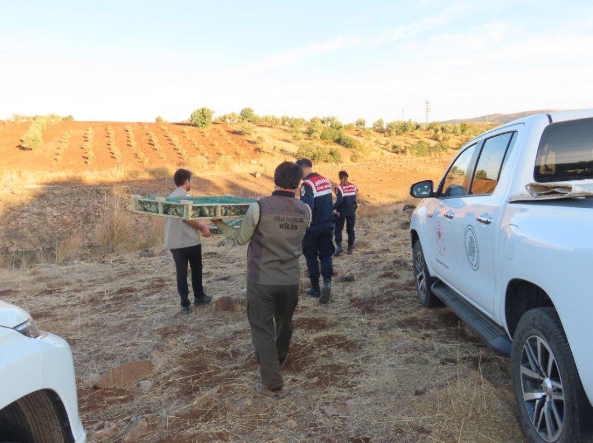 Kilis’te, Suriye’ye kaçırılmak istenen 900 saka kuşu bulundu