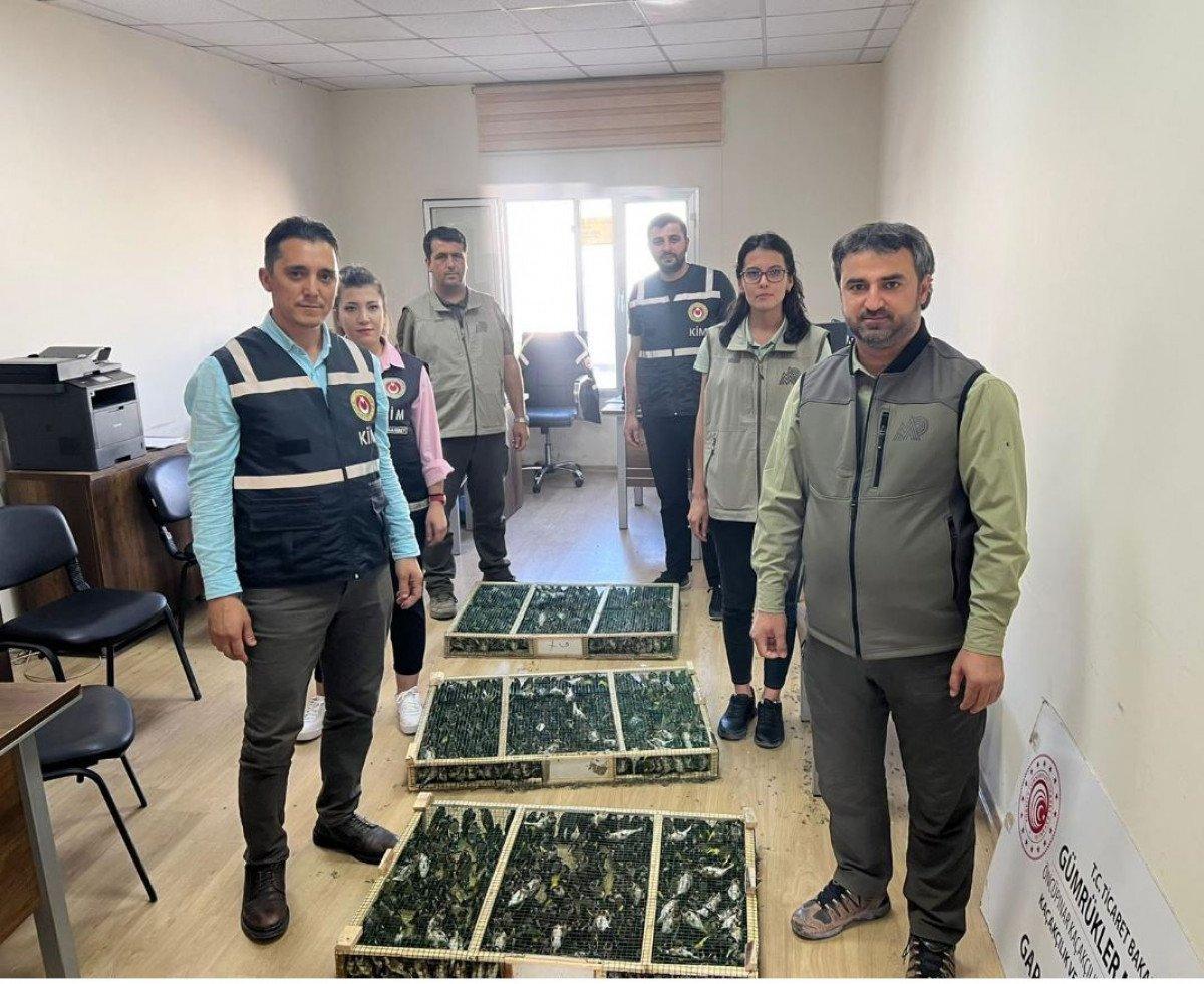 Kilis’te, Suriye’ye kaçırılmak istenen 900 saka kuşu bulundu