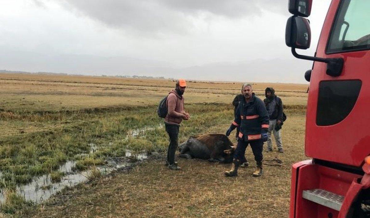 Hakkari'de bataklığa inek saplandı