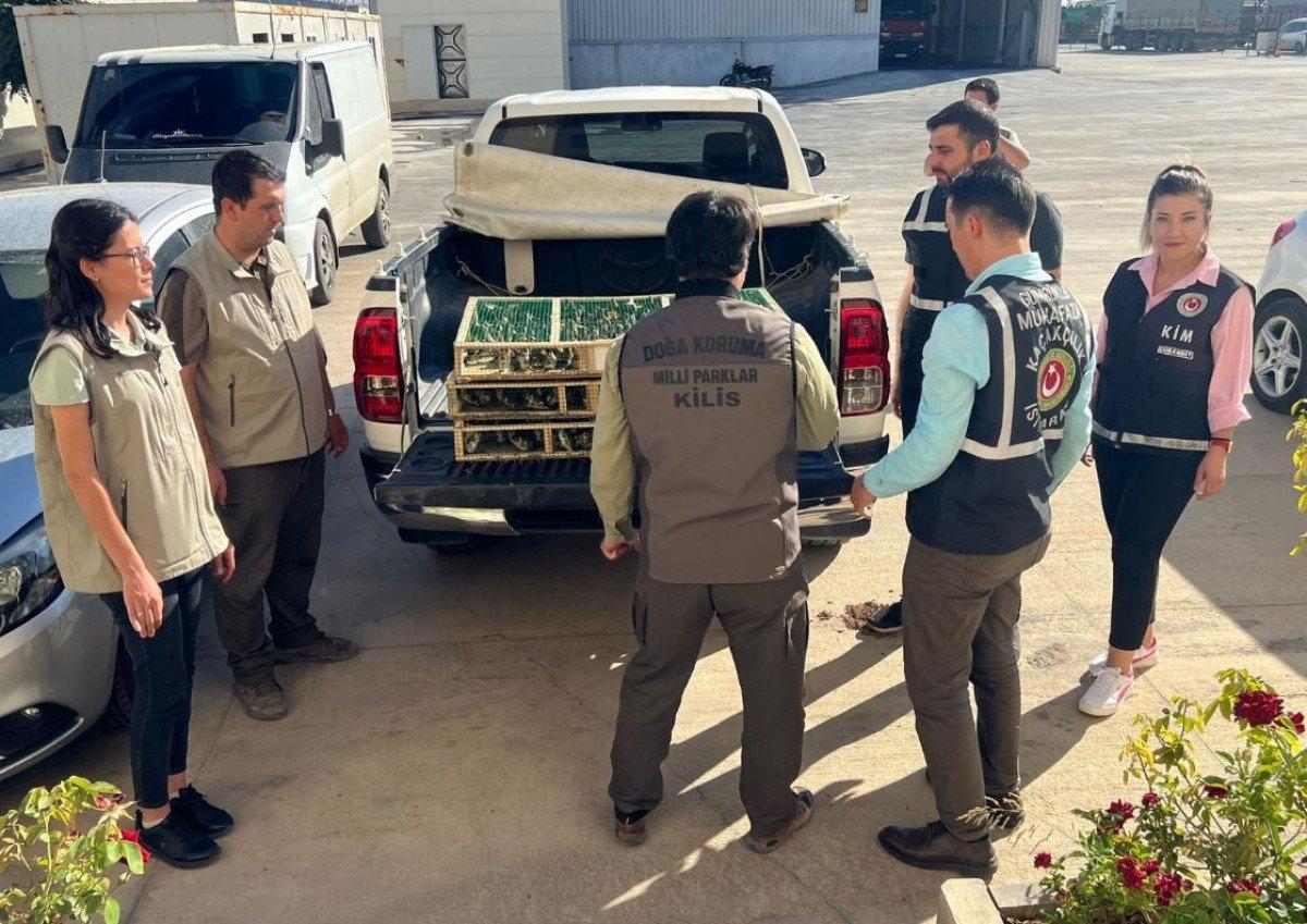Kilis’te, Suriye’ye kaçırılmak istenen 900 saka kuşu bulundu