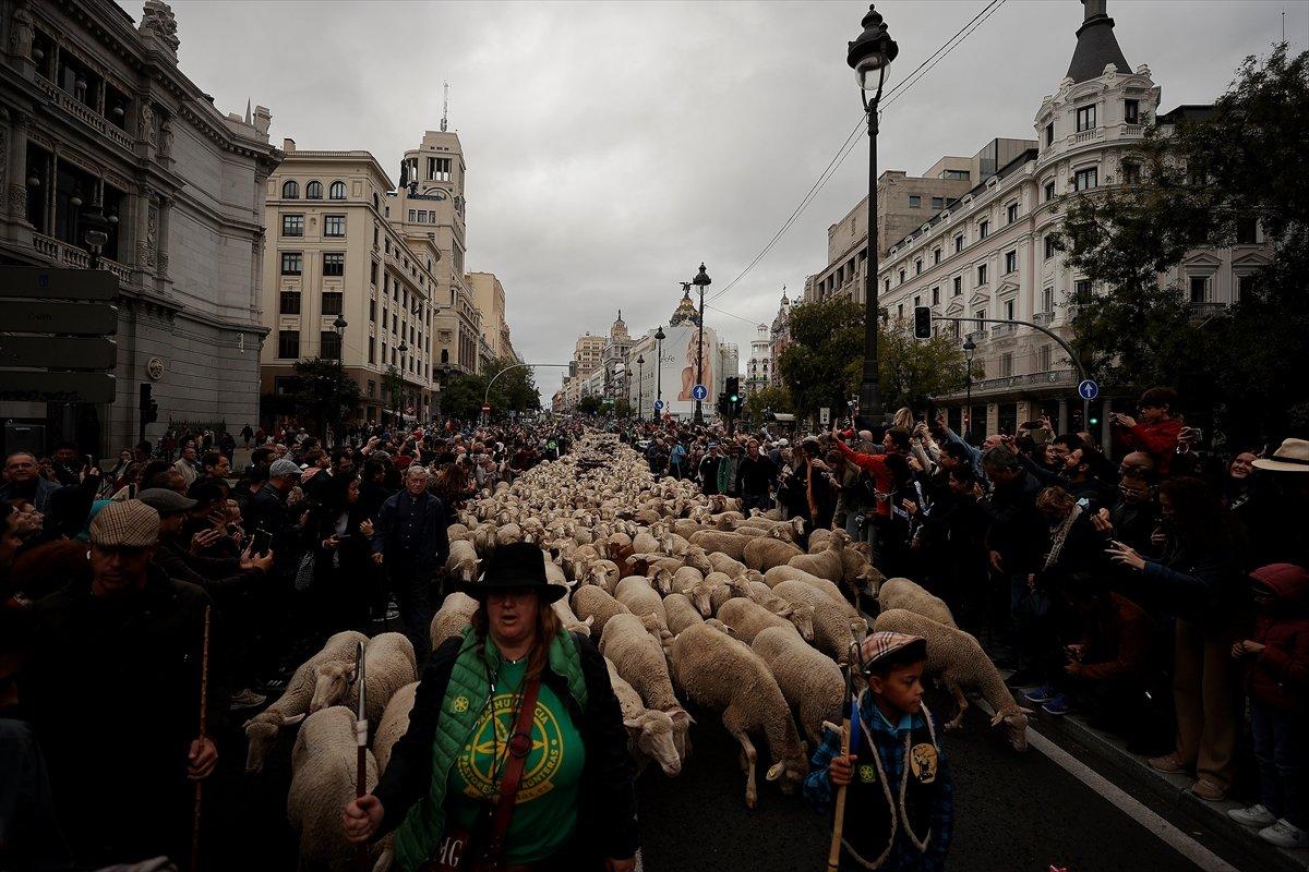 İspanya'da koyunlar şehre indi