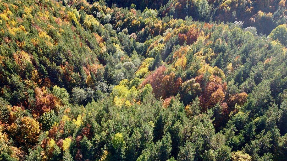 Bolu'nun ormanlarında renk cümbüşü yaşanıyor