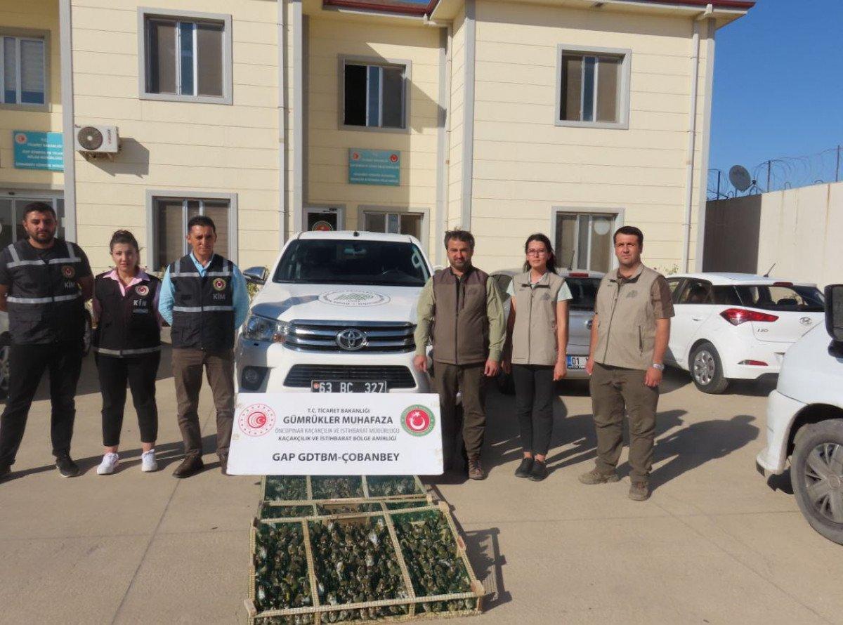 Kilis’te, Suriye’ye kaçırılmak istenen 900 saka kuşu bulundu