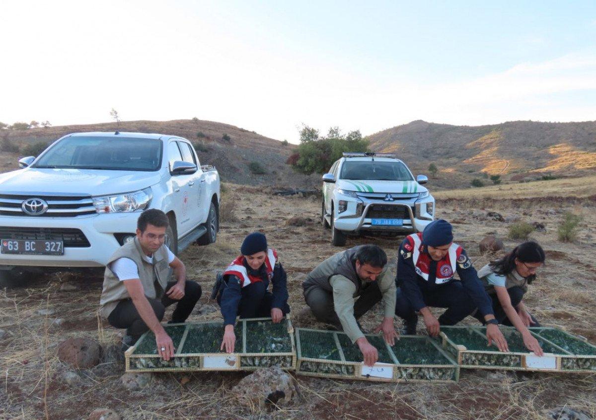 Kilis’te, Suriye’ye kaçırılmak istenen 900 saka kuşu bulundu