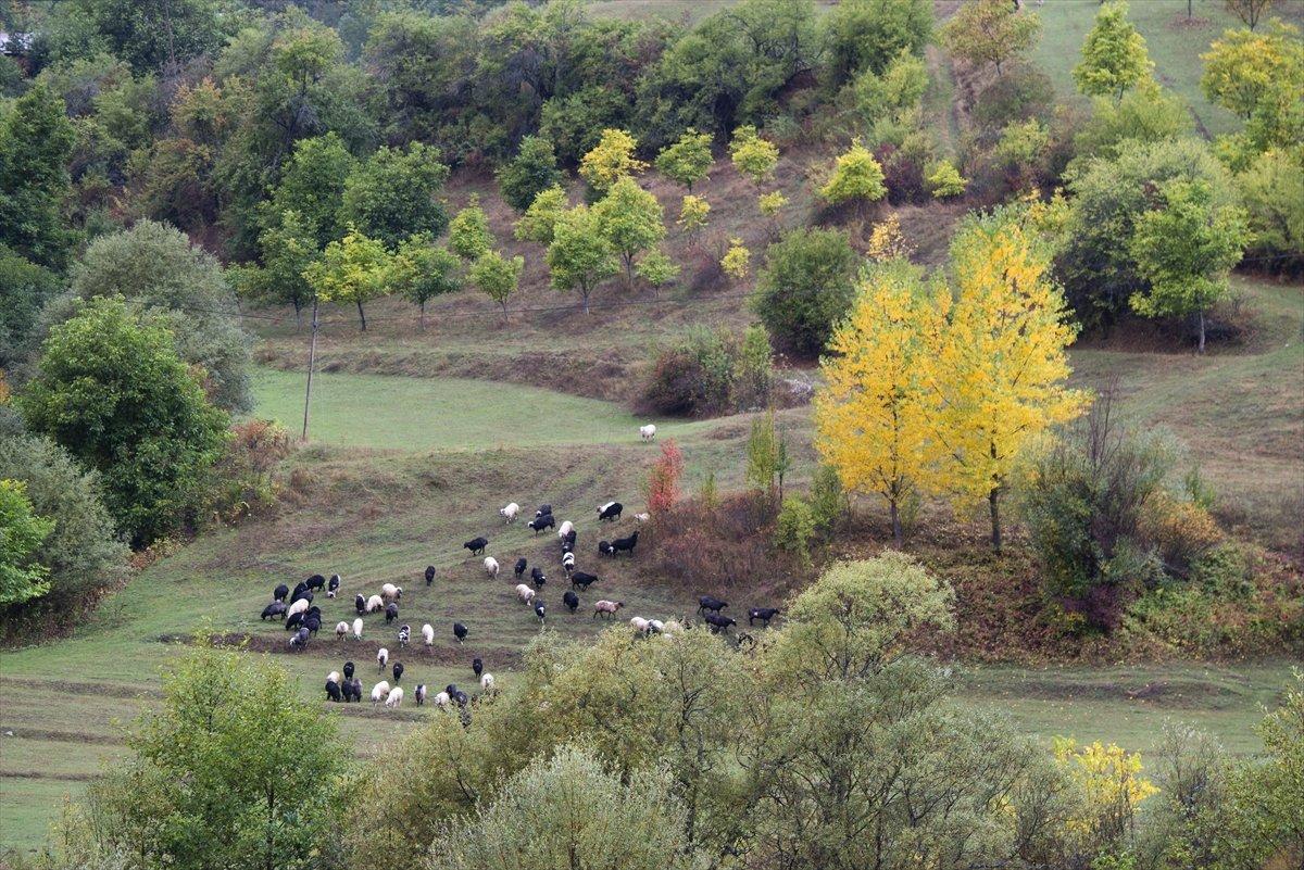 Artvin sonbahar renkleriyle doğaseverlerin rotasında