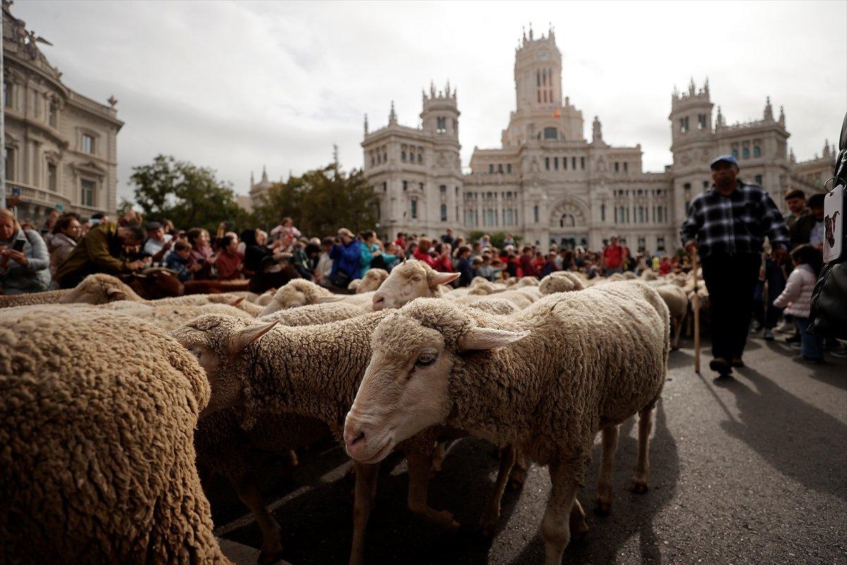 İspanya'da koyunlar şehre indi