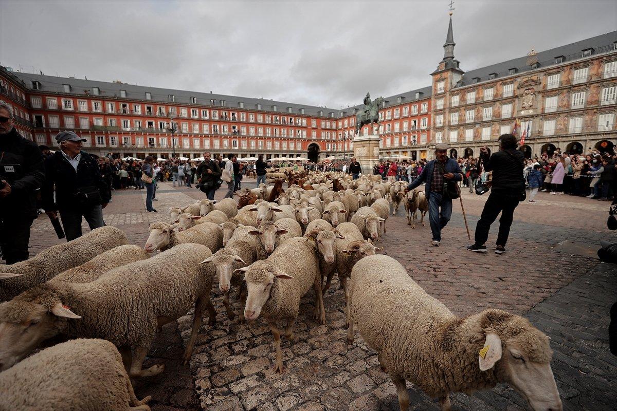 İspanya'da koyunlar şehre indi