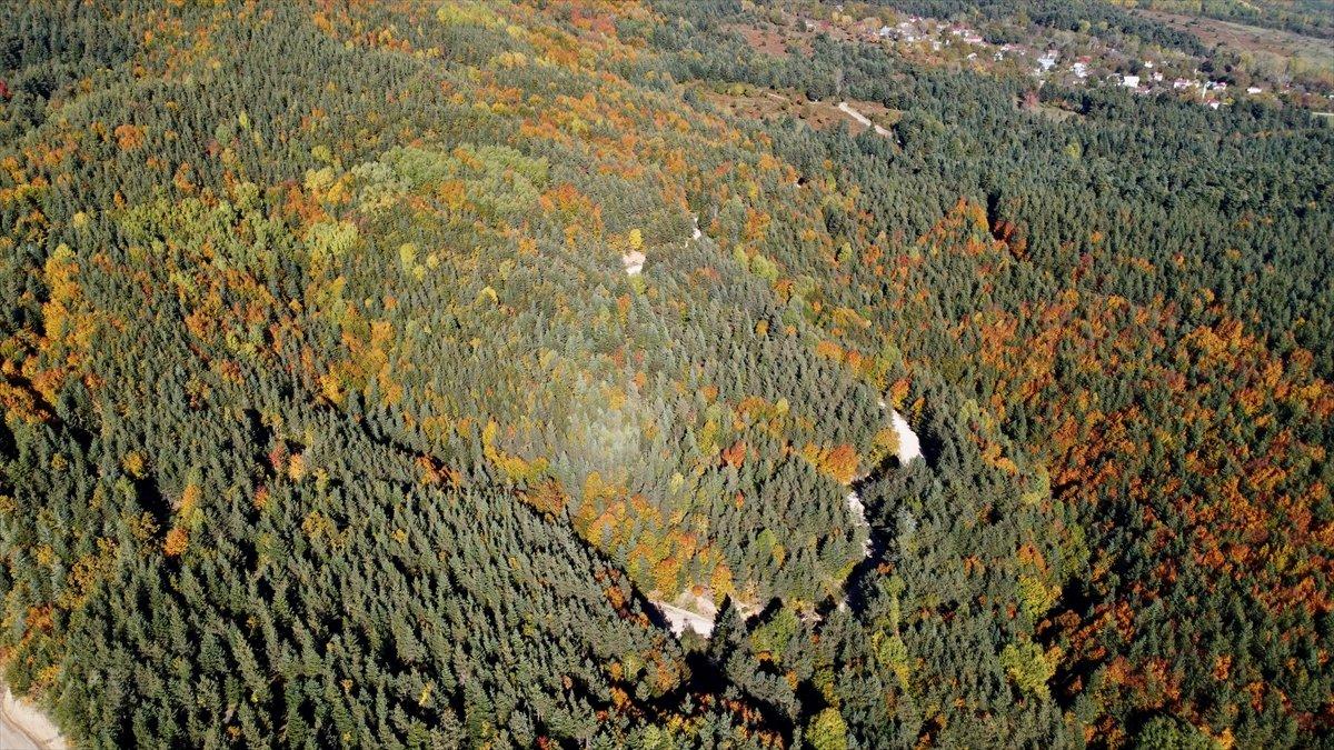 Bolu'nun ormanlarında renk cümbüşü yaşanıyor