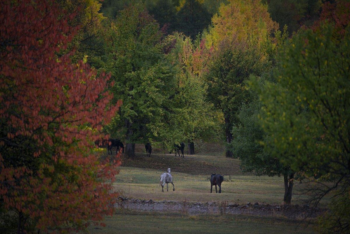 Artvin sonbahar renkleriyle doğaseverlerin rotasında