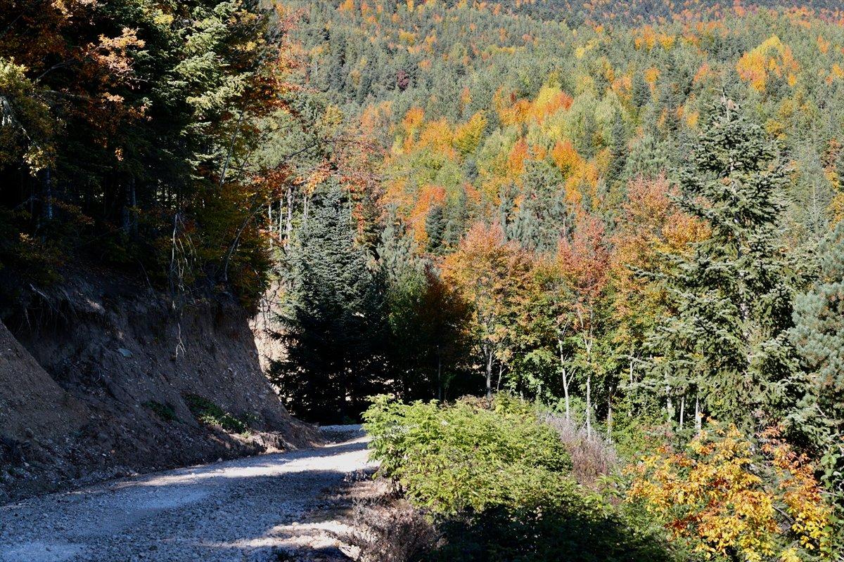 Bolu'nun ormanlarında renk cümbüşü yaşanıyor