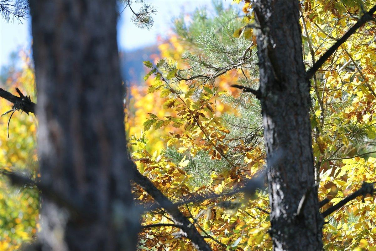 Bolu'nun ormanlarında renk cümbüşü yaşanıyor