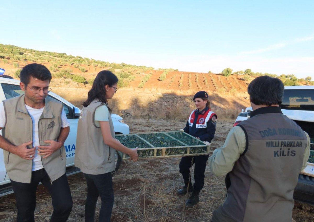 Kilis’te, Suriye’ye kaçırılmak istenen 900 saka kuşu bulundu