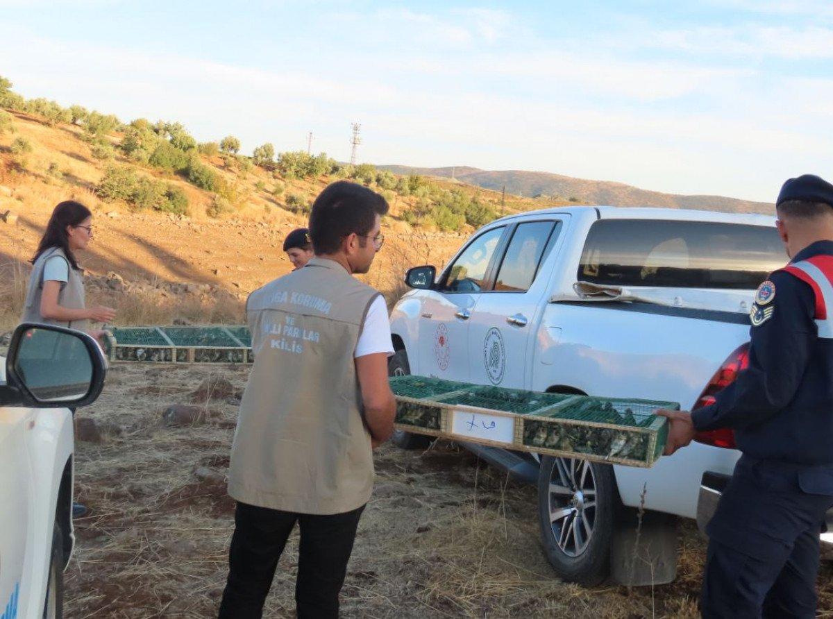 Kilis’te, Suriye’ye kaçırılmak istenen 900 saka kuşu bulundu