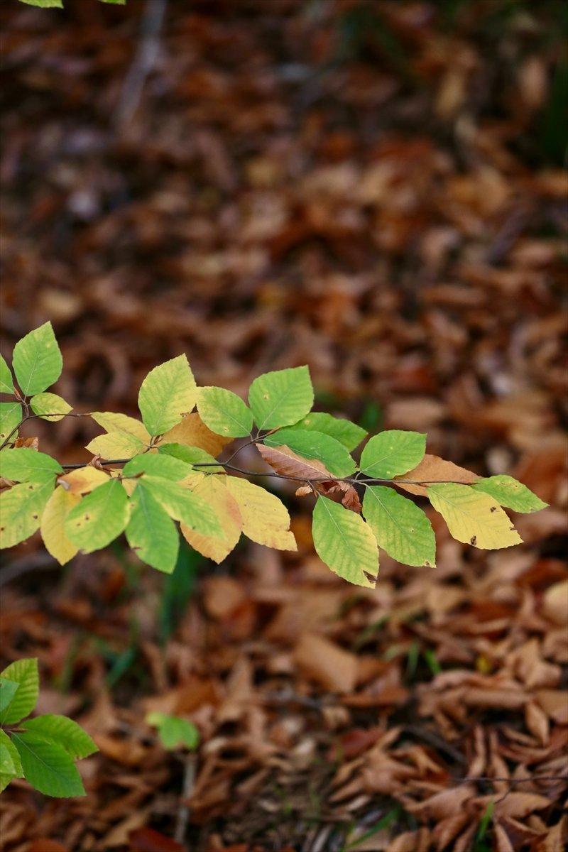 Bolu'nun ormanlarında renk cümbüşü yaşanıyor
