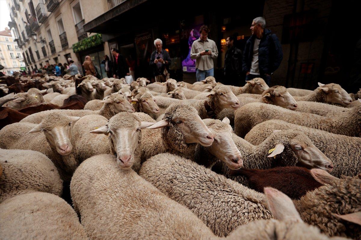 İspanya'da koyunlar şehre indi