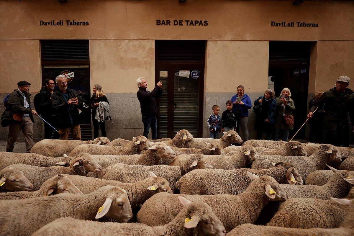 İspanya'da koyunlar şehre indi